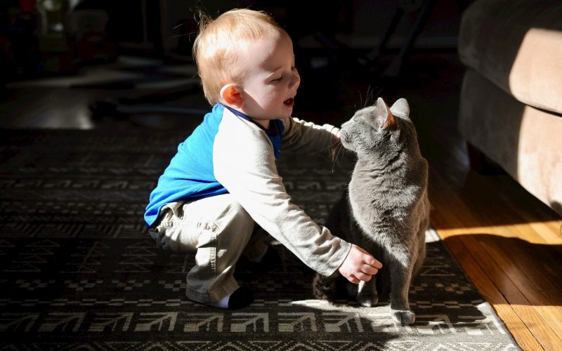 Child playing with a cat